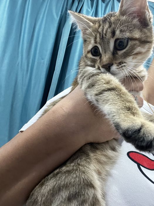 Отдам в очень хорошие руки