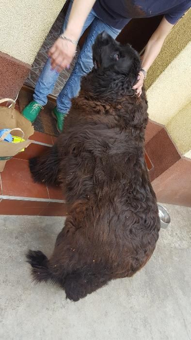 Tund / tuns caini la domiciliu inclusiv talie mare si uriasa