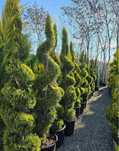 Plante ornamentale de diferite varietatii