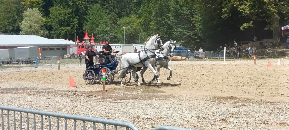 Vand armasar Lusitano