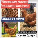 Кокошки носачки ломан браун