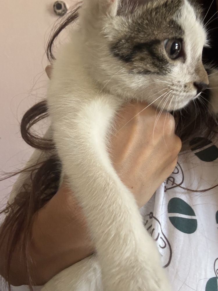 Котенок в добрые руки