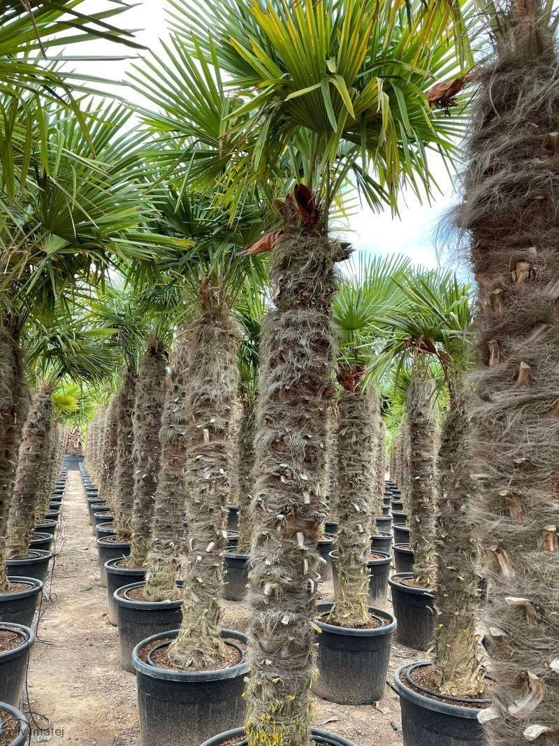 Palmier 3 - 4m rezistent la inghet ( plante exotice ) vand, transport.