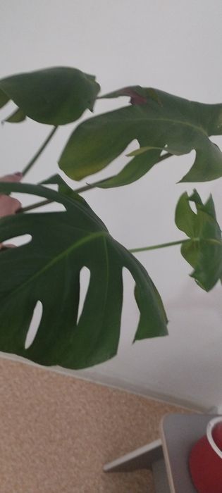 Продам верхушечный срез с корнями монстера