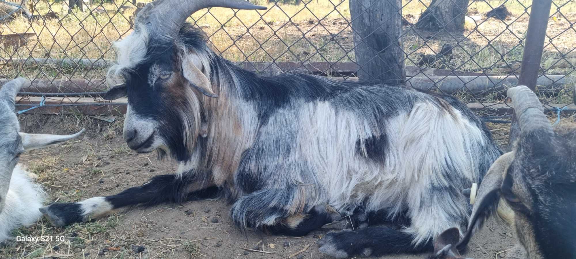 Se dau doi tapi foarte buni de monta