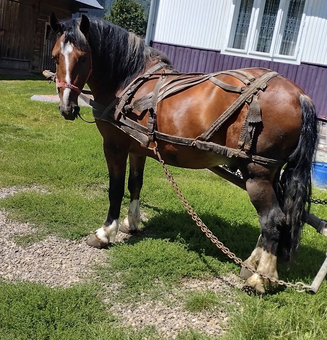 Cal de vînzare,are2 ani jumate
