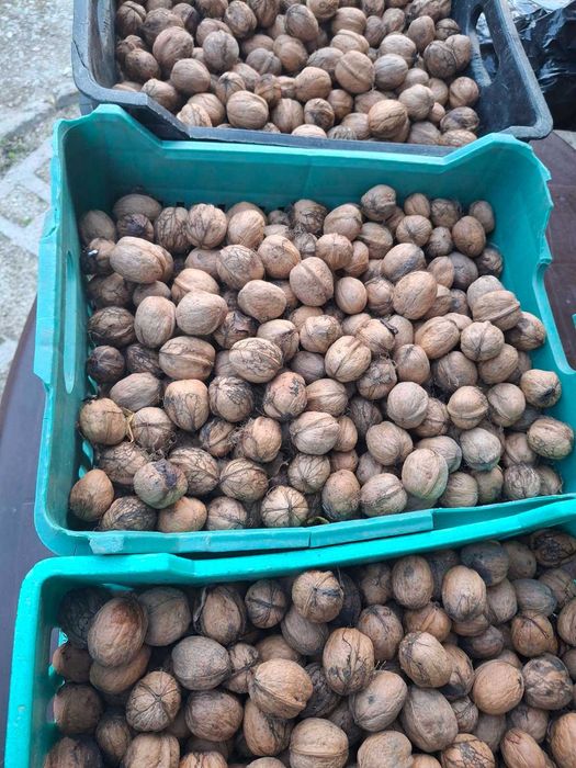 Продавам орехи с черупки!!!