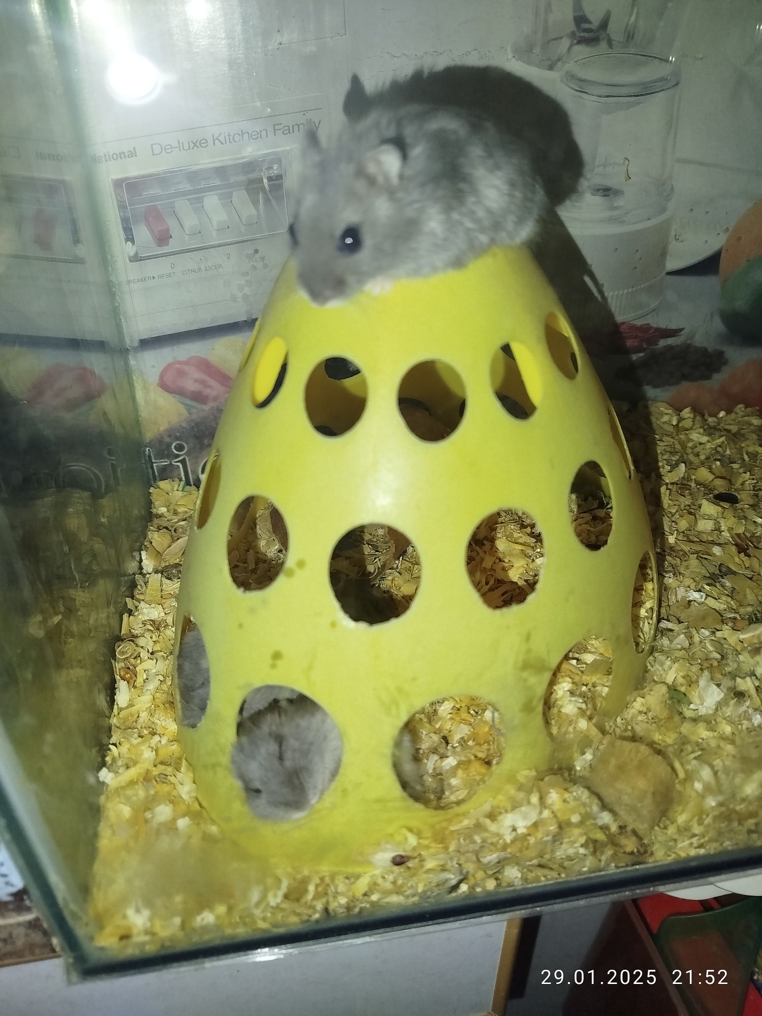 Хомячки домашние