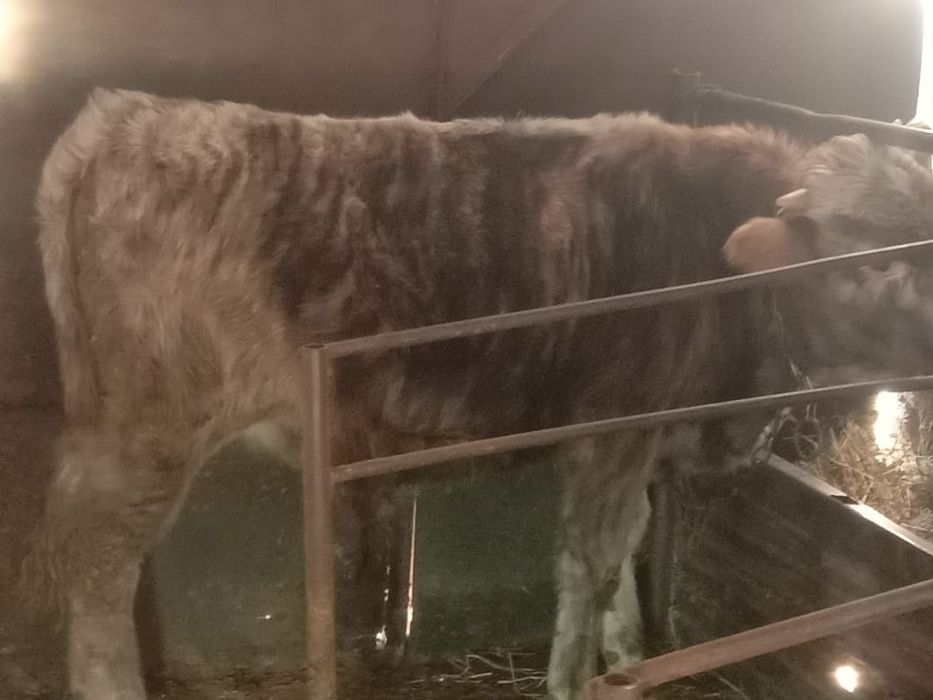 Продам бычка бычок