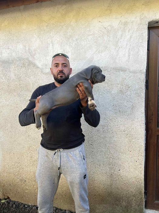 Американсо були хл