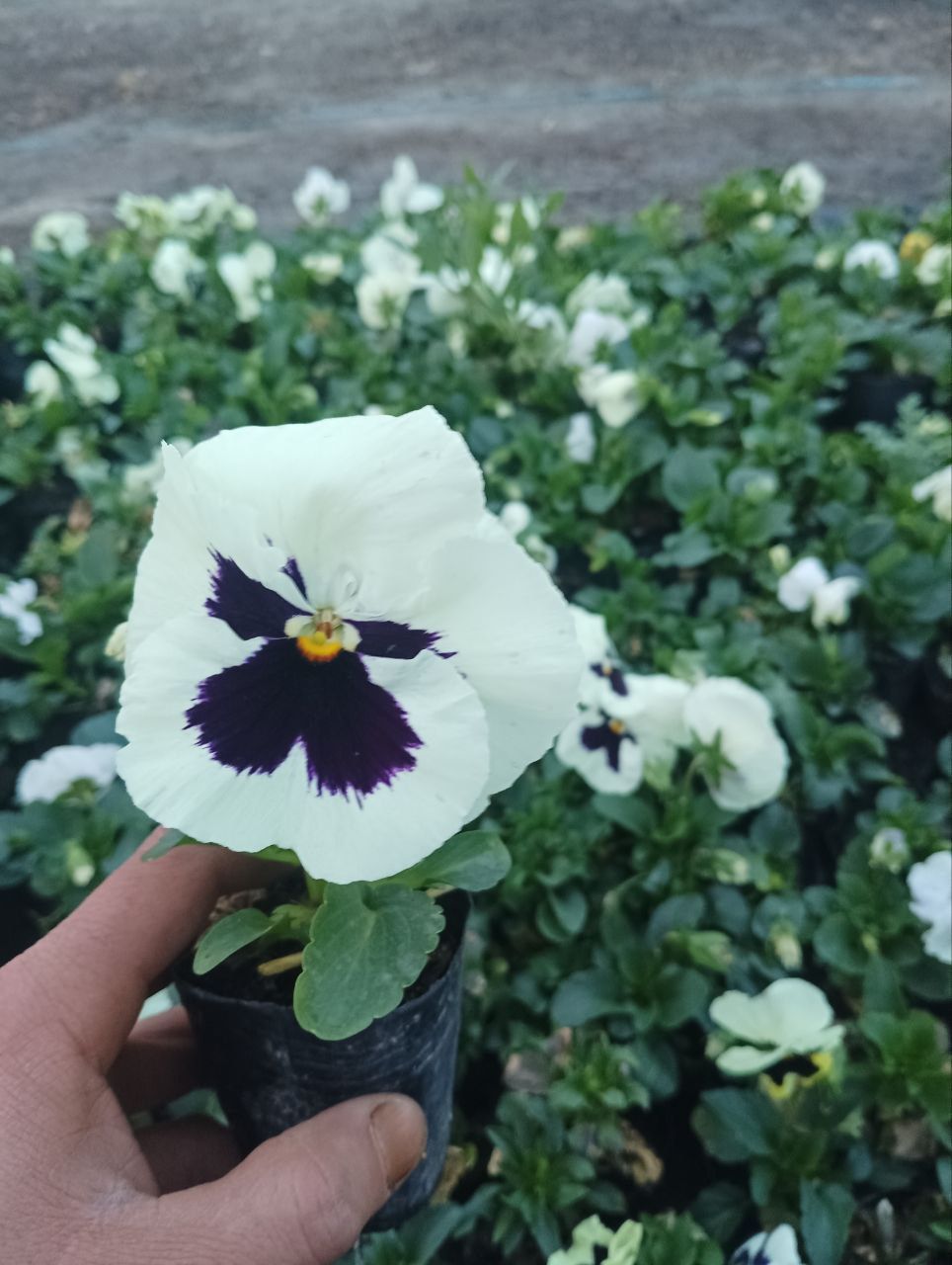 Viola (kapalak gul)