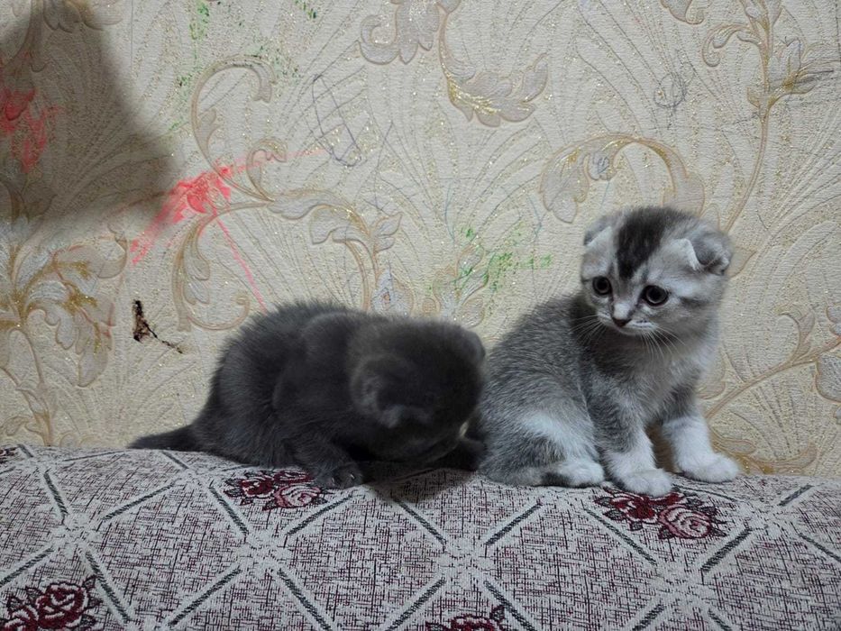 Шотландская вислоухая