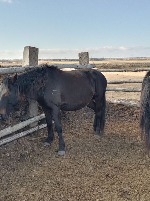 Продам жеребую кабылу возраст 12 лет