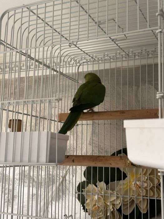 Micul alexandru papagal vorbitor