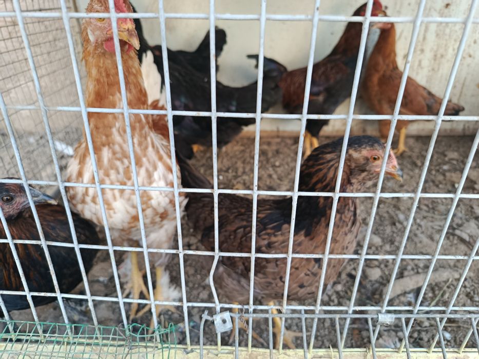 10 дона товук хораз