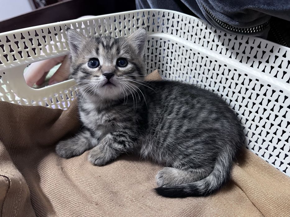 отдам котенка в хорошие руки