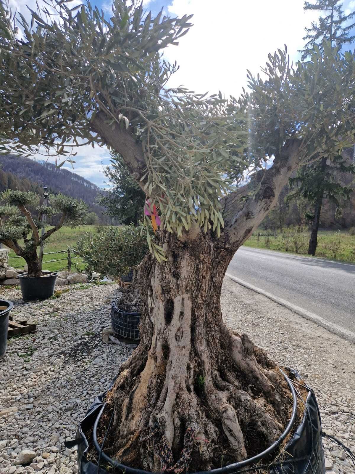 Verde viu tot anul – plante ornamentale pentru toate sezoanele
