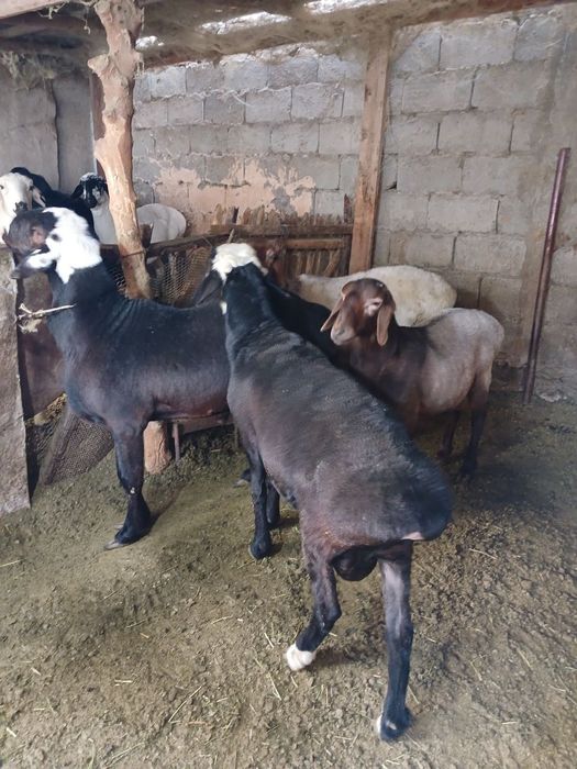 Zotdor qoʻzilar alohida parvarish qilingan.Srochno motivation.