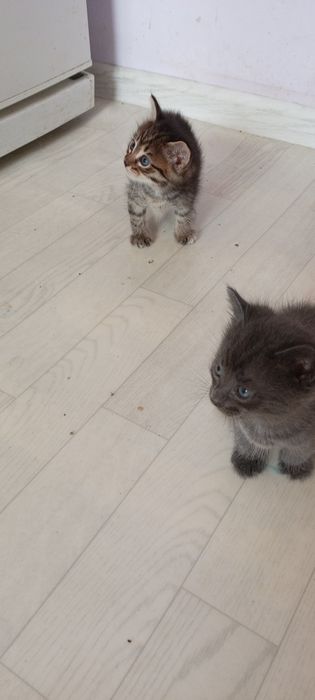 Отдам котят в добрые руки