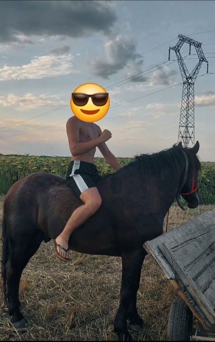 Vând armăsar de 5 ani