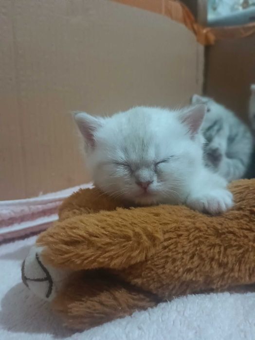 Puiuț British shorthair