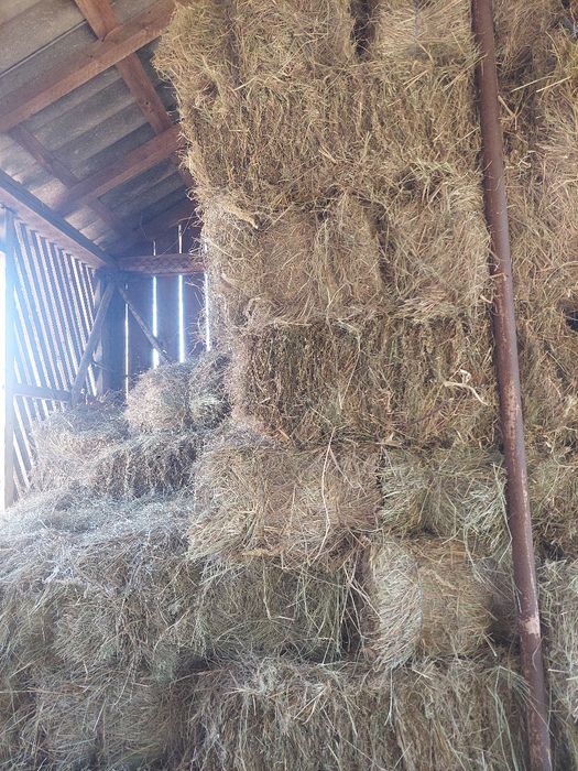 Baloți lucernă și fân