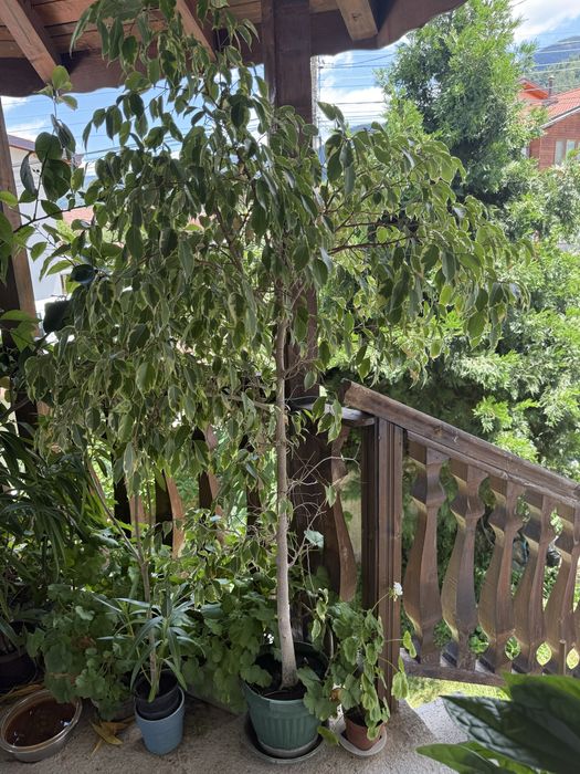 Продавам два вида фикус Бенджамин