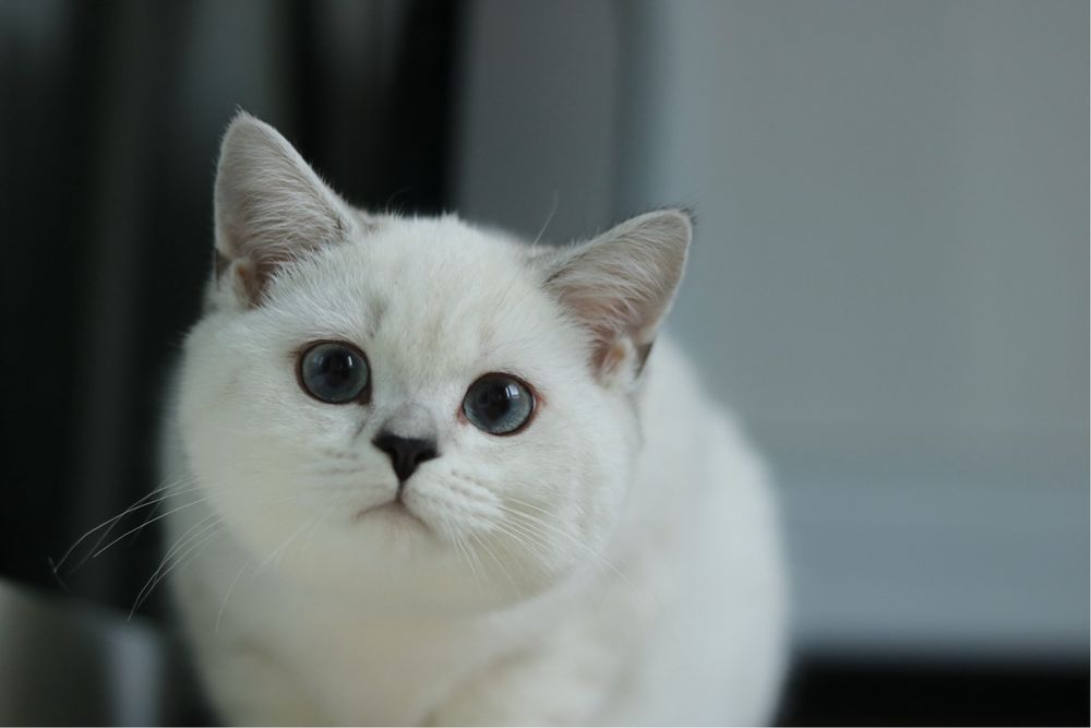 Британска чинчила