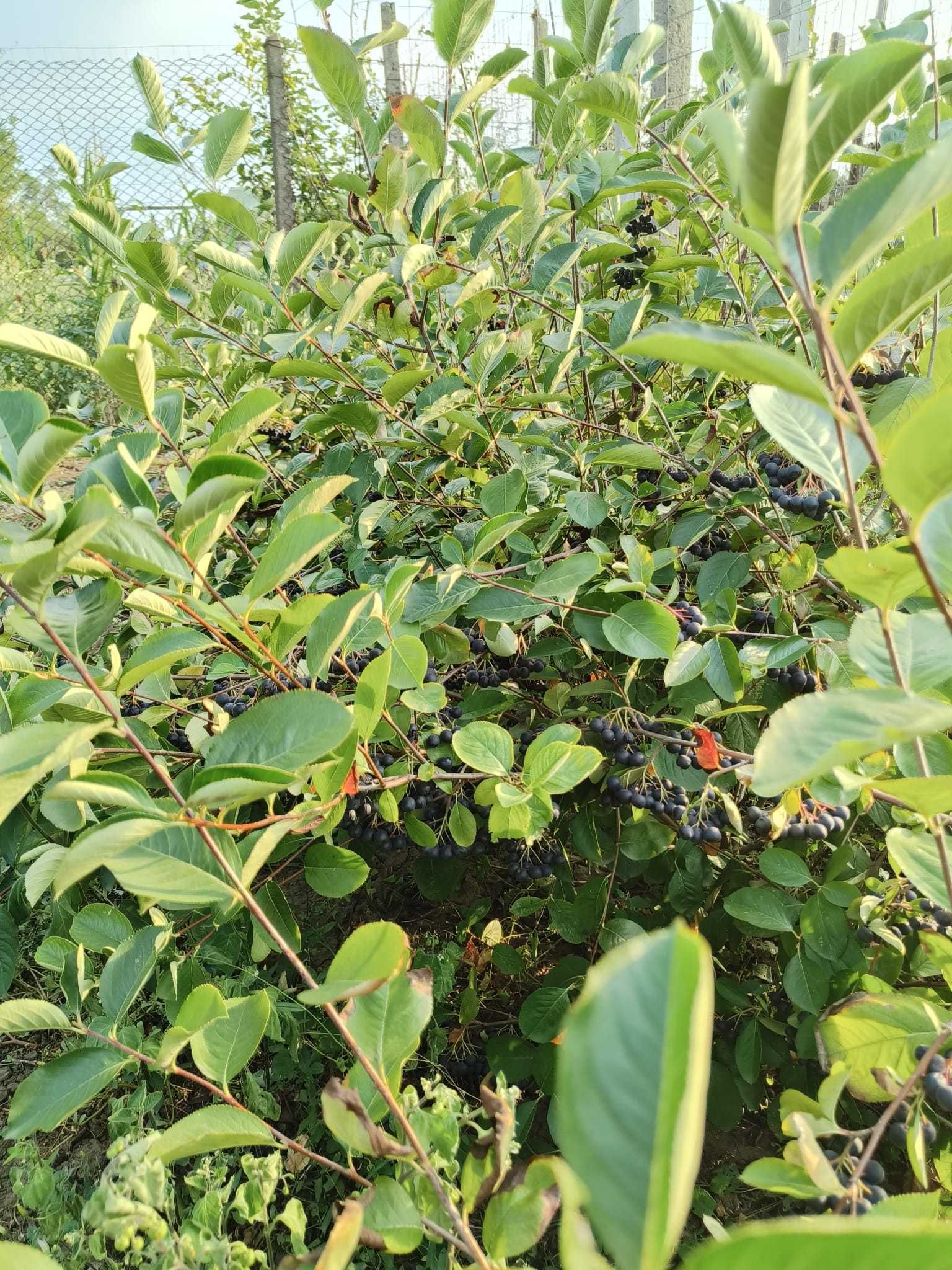 ARONIA fructe bio de vanzare - Galati