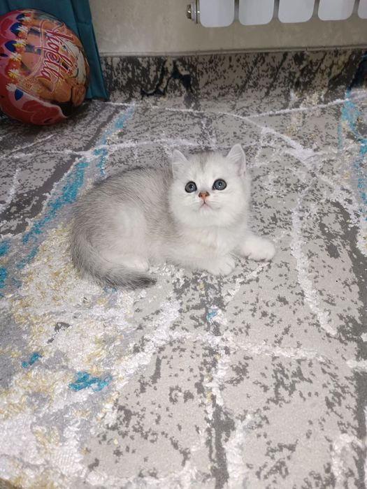 Продаётся британский котёнок мальчик