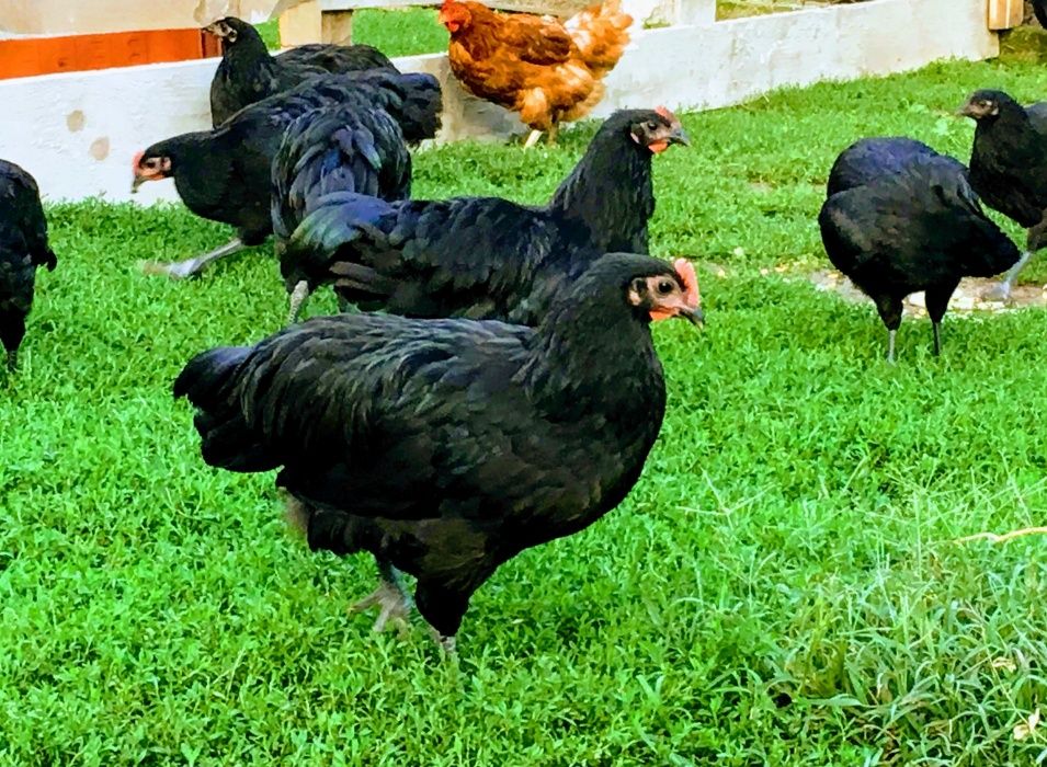 oua australorp incubat / australorp cocosi / cocosi australorp /oua