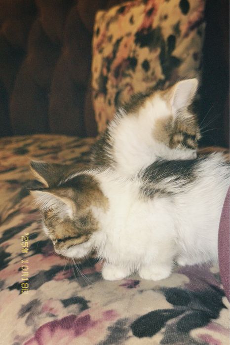 котят отдам  бесплатно