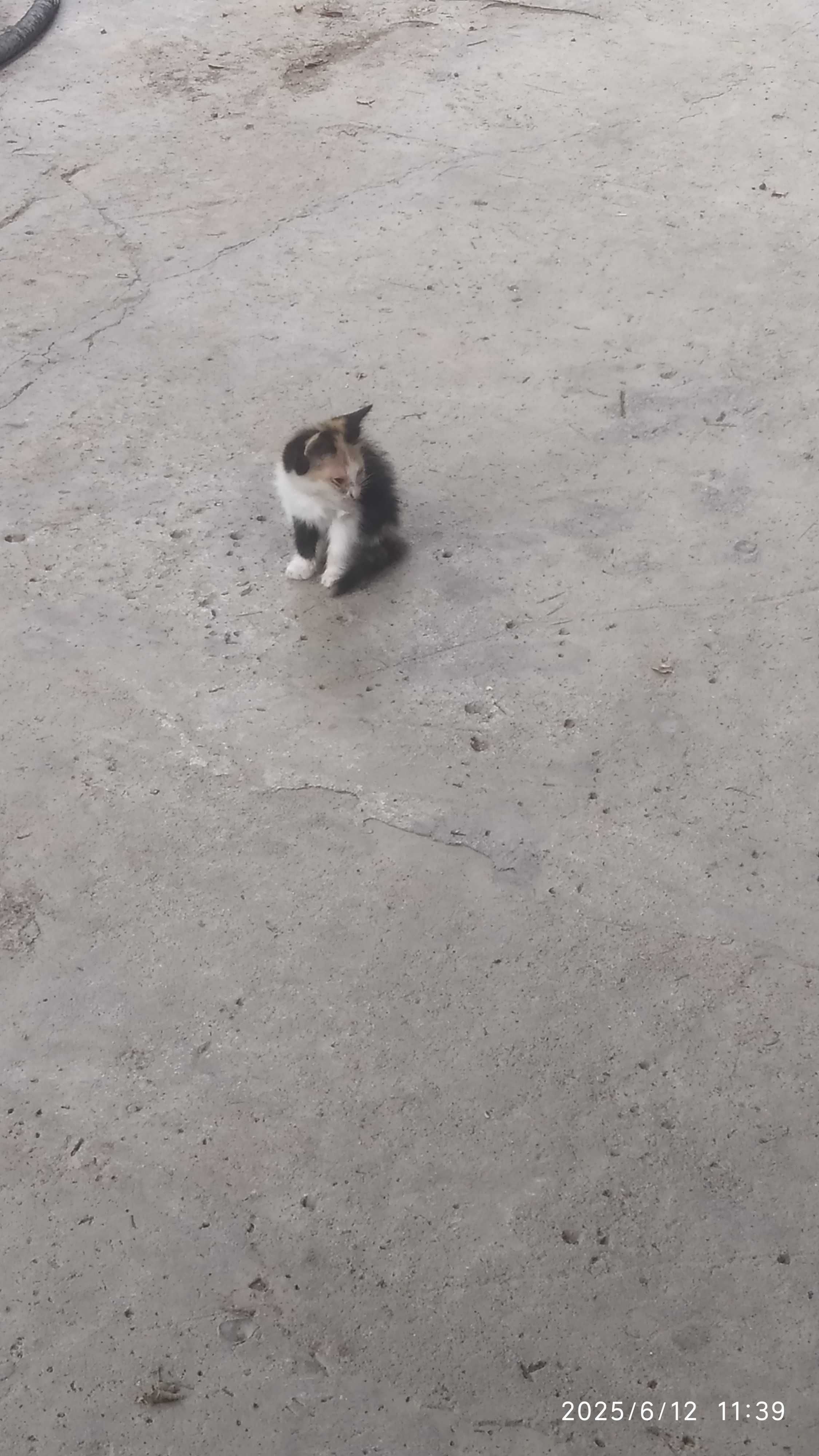 Котята Ленгер бесплатно
