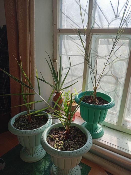 Финиковые пальмы (саженцы).