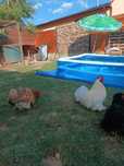 Cochinchina pitic