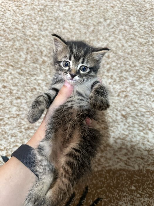 Отдам котят от сибирской кошки (6 недель, бесплатно)