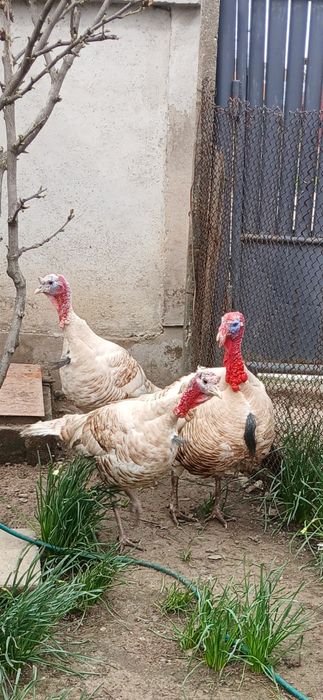 Curcan-romanesc, de curte