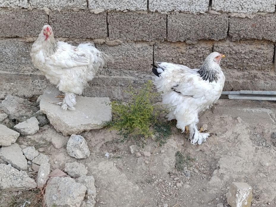 Tovuq xoʻroz bramala sotiladi