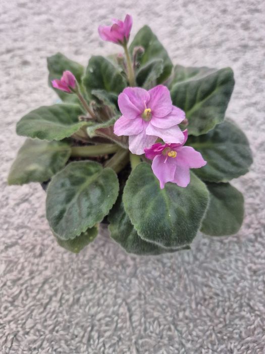 Комнатные растения: Фиалка