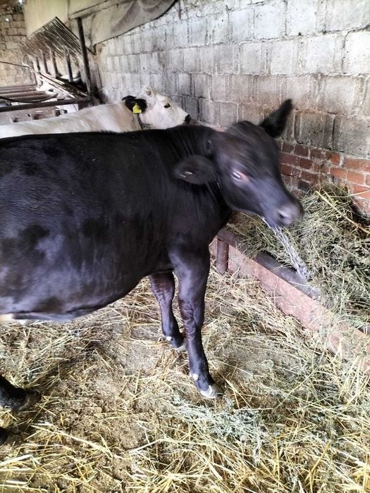 Vând 2 juninci în jur de 400 kg
