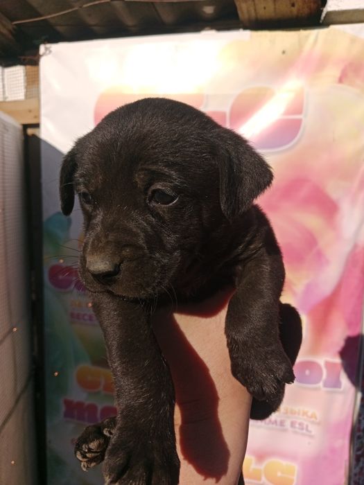 . Среднего размера . За 5000тг