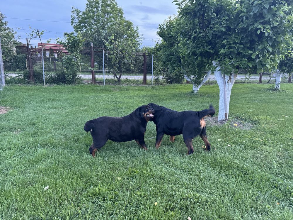 Rottweiller femela de 5 ani cu pedigree