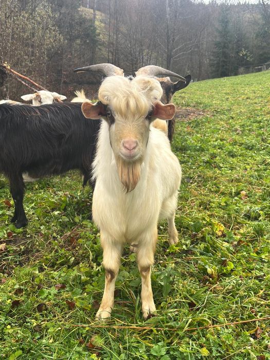 Vând ţap de 8 luni!