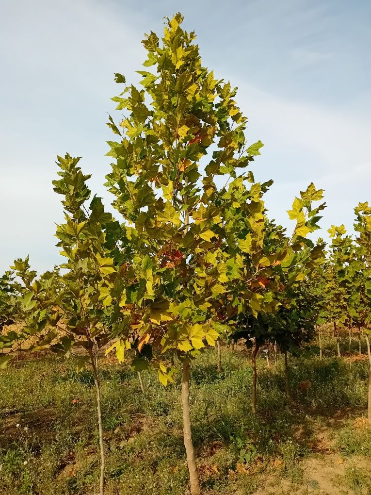 Platan 3/ 4m copaci teii argintiu mesteacăn alb foioase