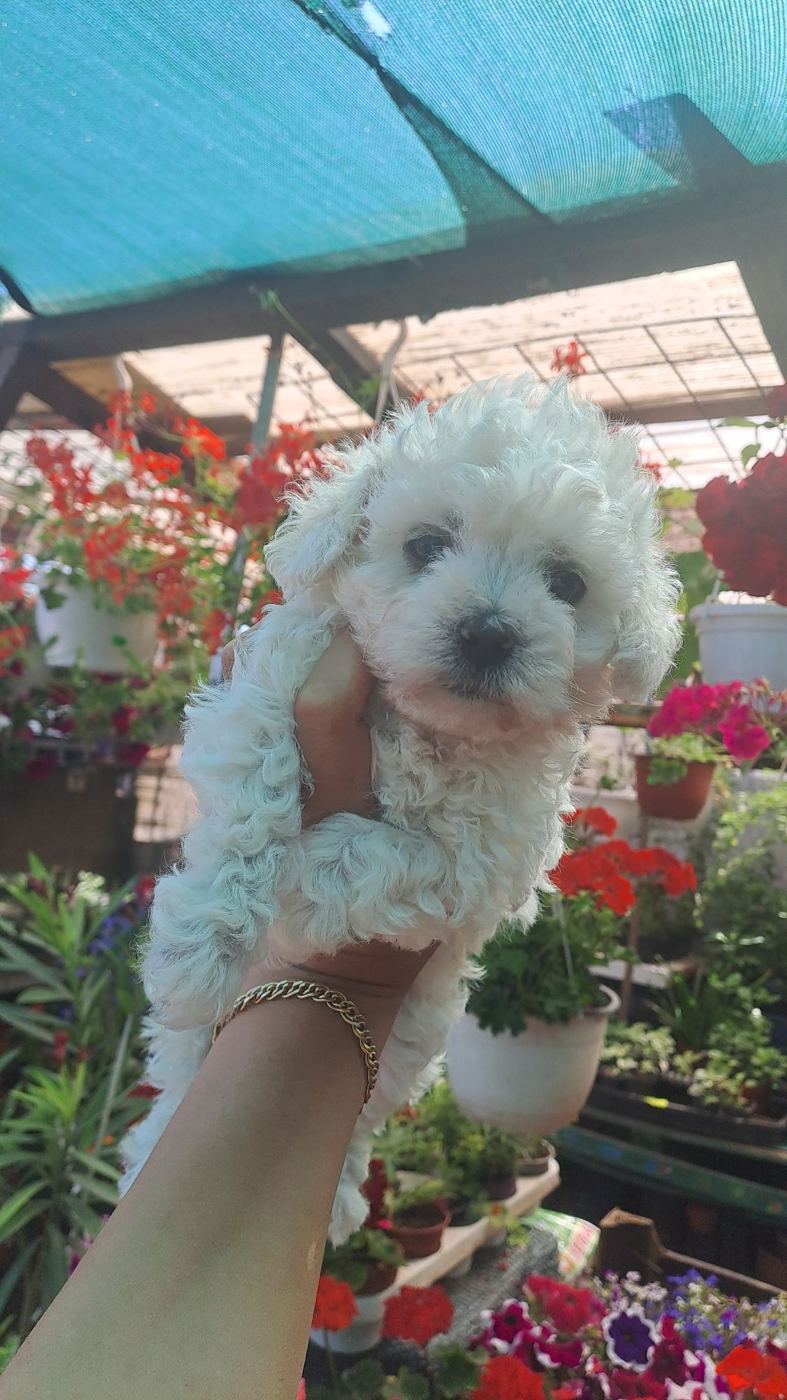 Bichon frise/bolognese nu lasa par,rasa pura