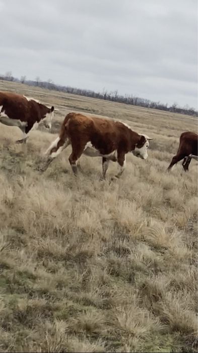 Корова, согым, телка, кашар