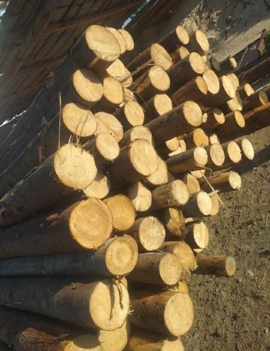 Capriori rotunzi din brad si salcam