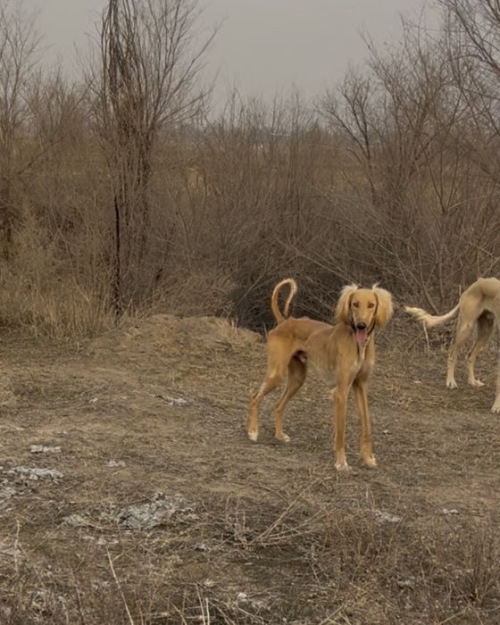 Тазы 1 жарымда жасы.ауызданған қойан ,тулкі .Шырғаға жугіреді