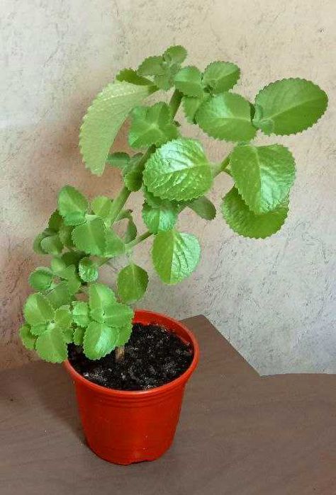 Продам. Плектрантус или домашняя мята.