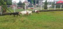 Capre bune de lapte +țap